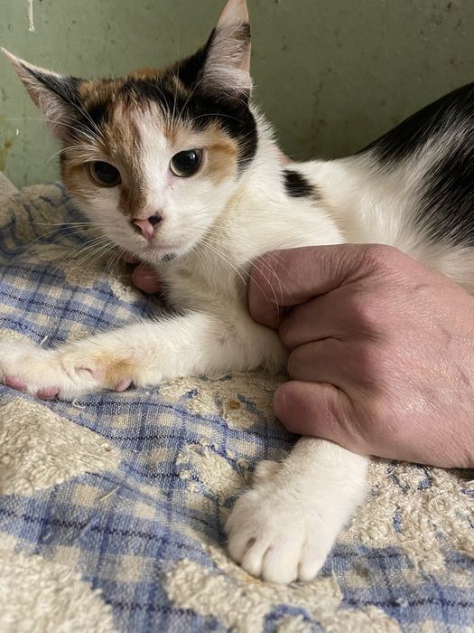 Котенок кошечка трехцветная рыжий черный белый