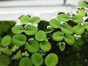 Salvinia natans duża porcja