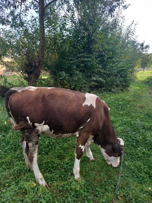 Продається теличка