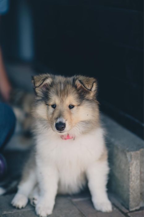 Owczarek szkocki collie ZKWP FCI