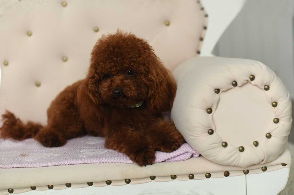 Pudel toy red brown- mini reprroduktor krycie