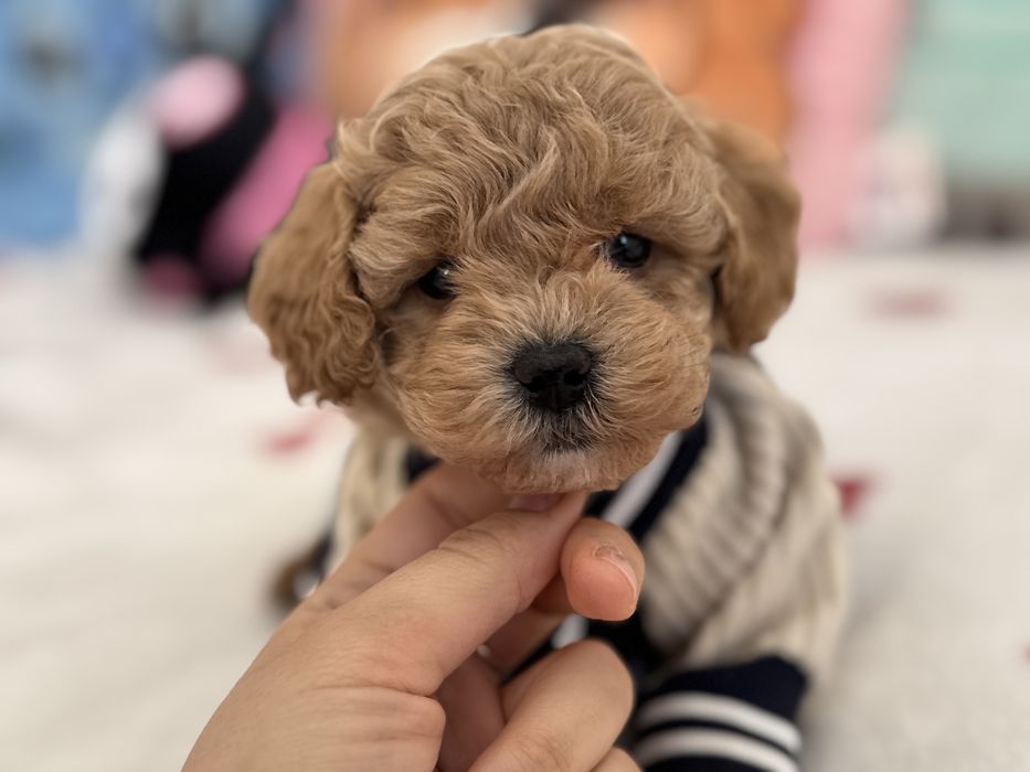 Piesek maltipoo.
