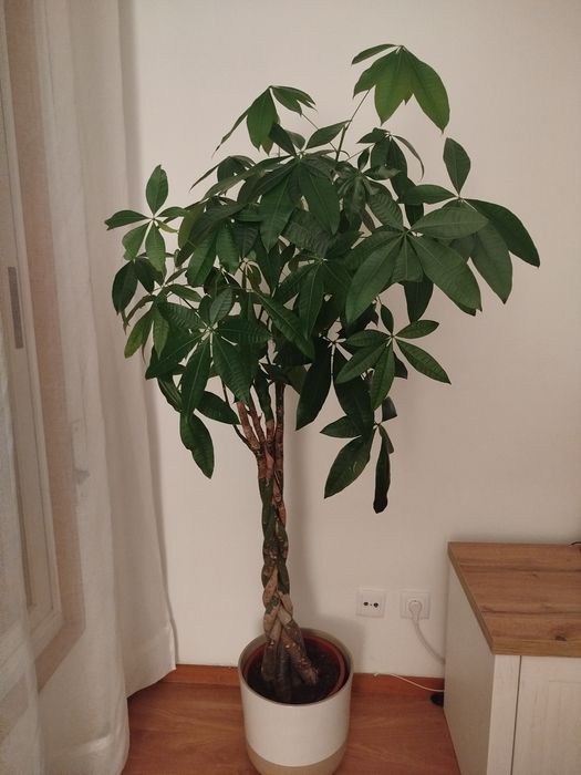 Pachira Aquática 145cm