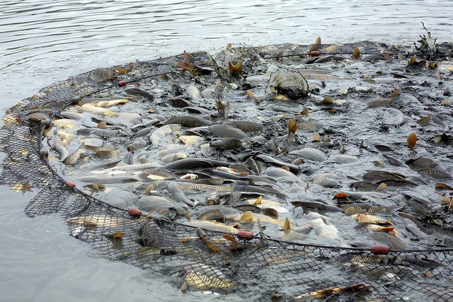 Ryby (karp, amur, tołpyga, karaś, sum, szczupak)