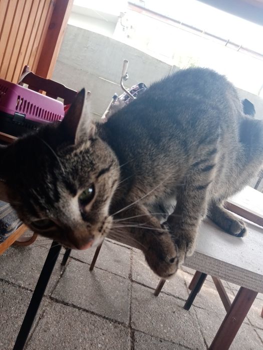 Podarujecie kotce dom!