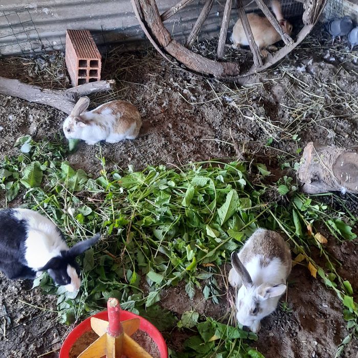 Galos caseiros, coelhos