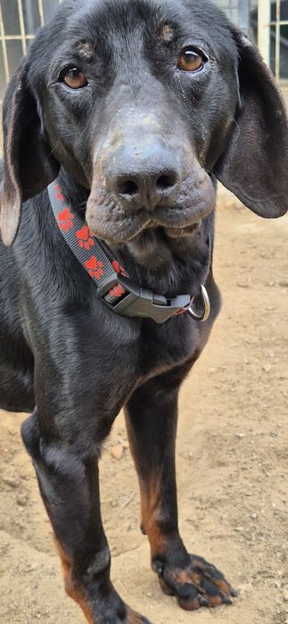 Piesek okolo 7 lat