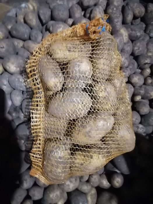 20 ziemniaków 4 kilo cebuli 4 główki czosnku prosto od rolnika wysyłka