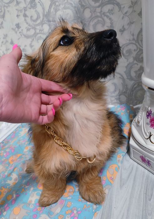 Красива пухнаста собачка дівчинка,помісь австралійського тер'єра