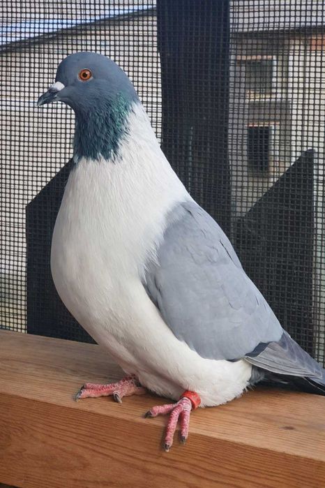 Strasser strassery para