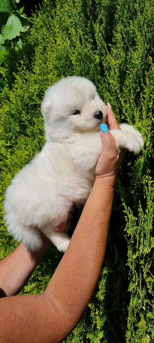 Piekna suczka Samojed