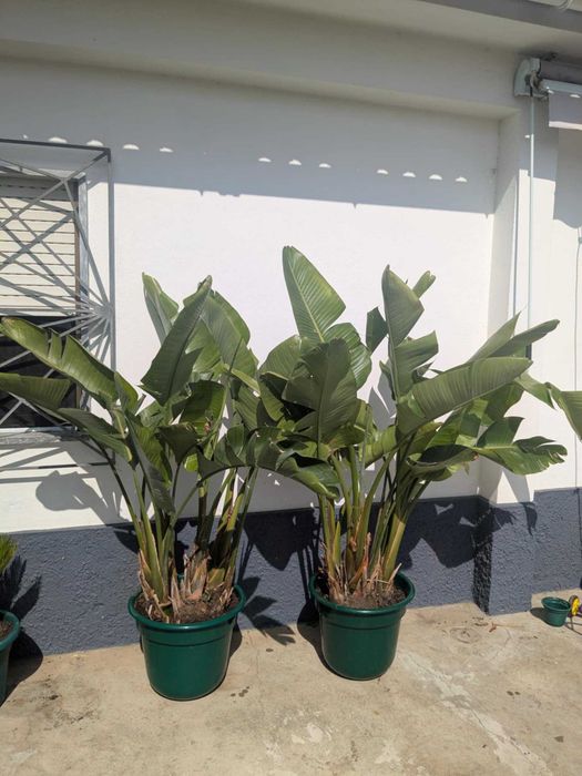 Estrelicia Branca, Estrelícia gigante ou Strelitzia augusta nicolai