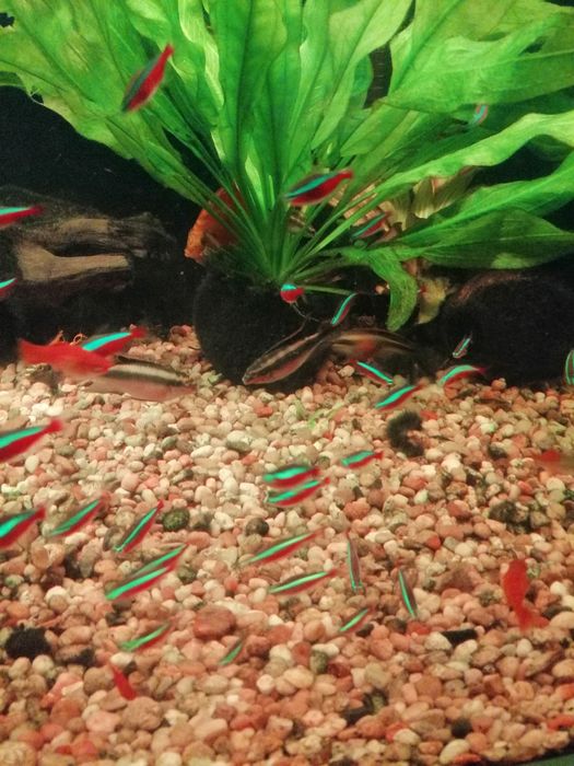 Barwniak Czerwonobrzuchy