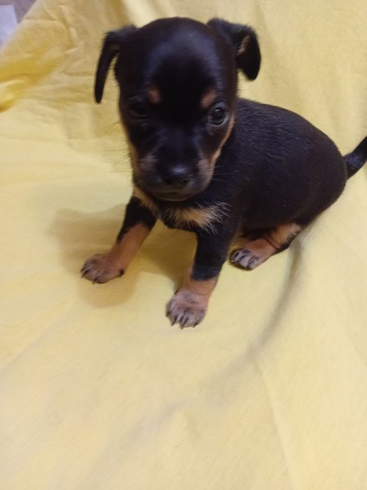 Продажа цуценят той-тер'єра