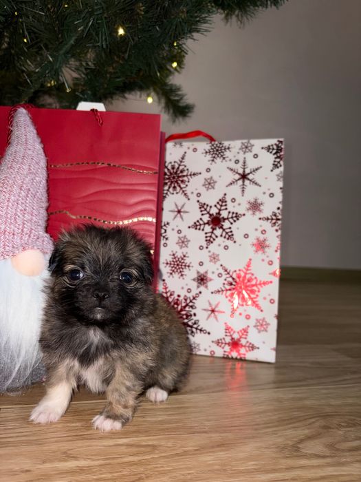 Грайливі собачки Ши-тцу