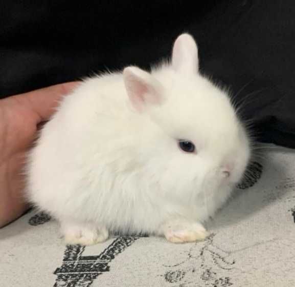 KIT Coelhos anões teddy e mini holandês muito fofos