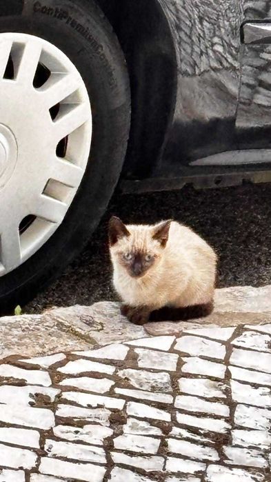DOA-SE um filhotinho de gatinho siamês