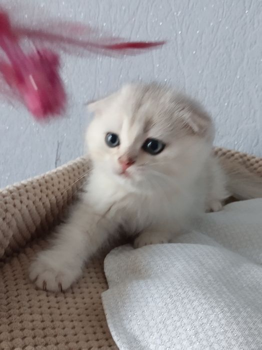 Придивіться, може тут Ваш котик