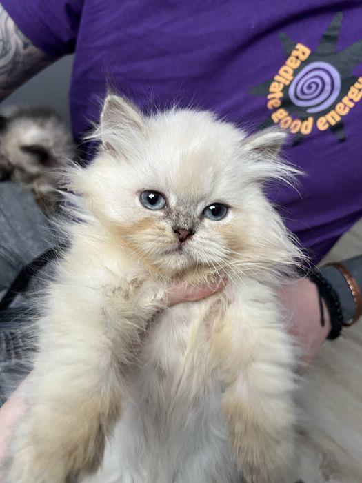 Kocur point zloty dlugowlosy odbior koniec luty