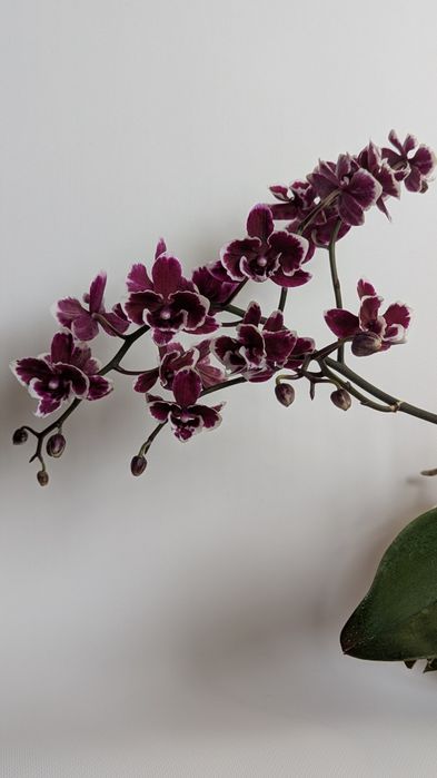 Орхідея фаленопсис ексклюзив.