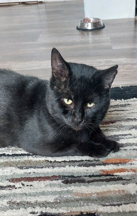 Ferduś kot do adopcji