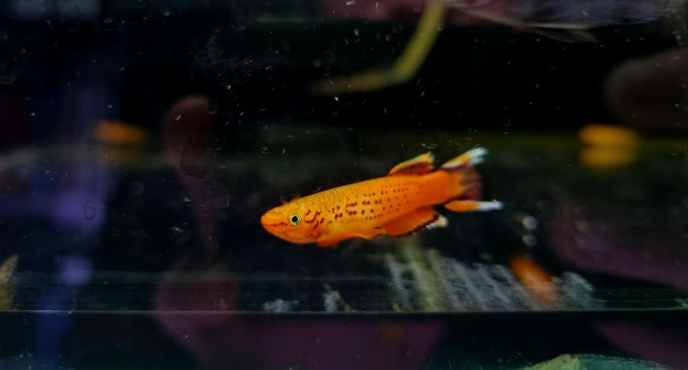 Proporczykowiec z kap lopez