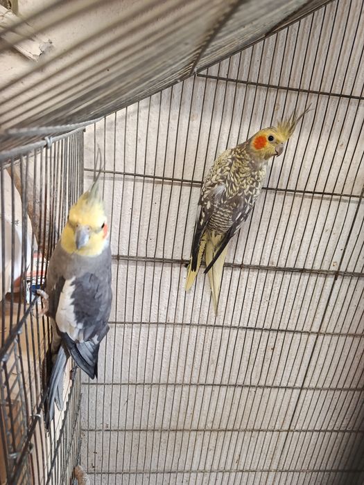 Aves disponíveis