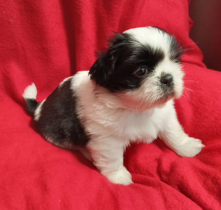 Piesek Shih-Tzu rezerwacja