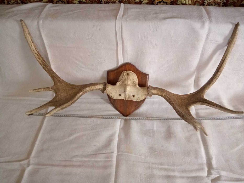 Роги лося на медальйоні