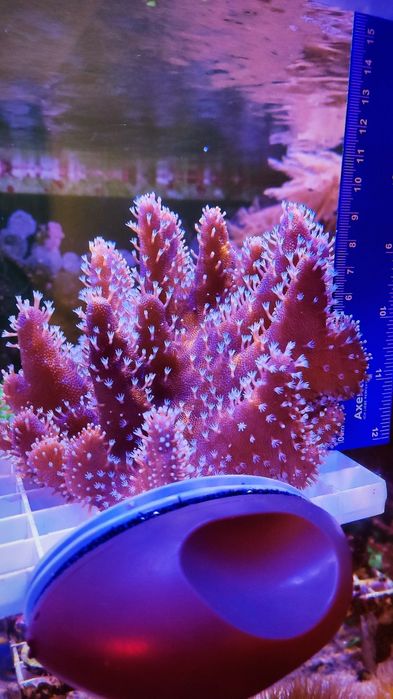 Лобофітум (корал в морський акваріум).