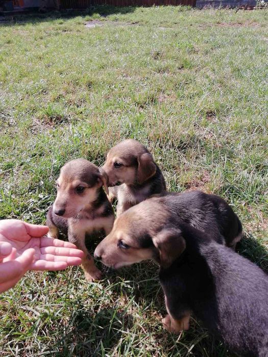 Продам цуценят гончої.