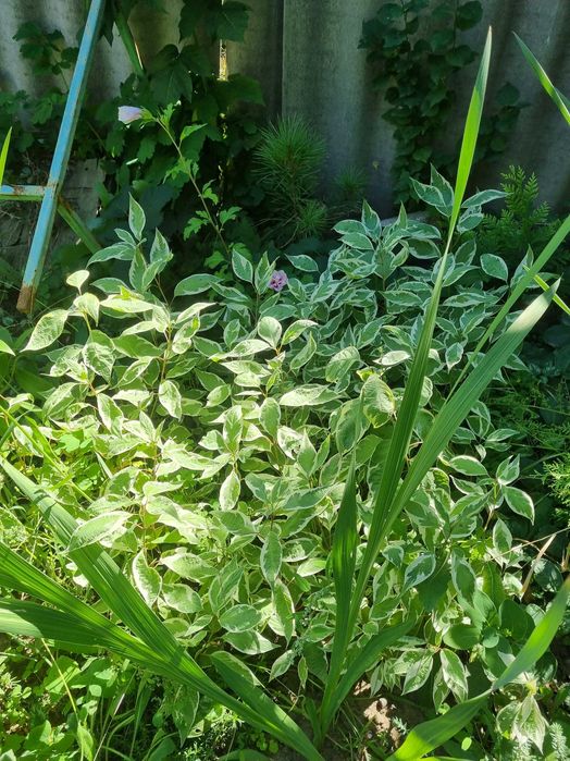 Дерен пестролистный Элегантиссима