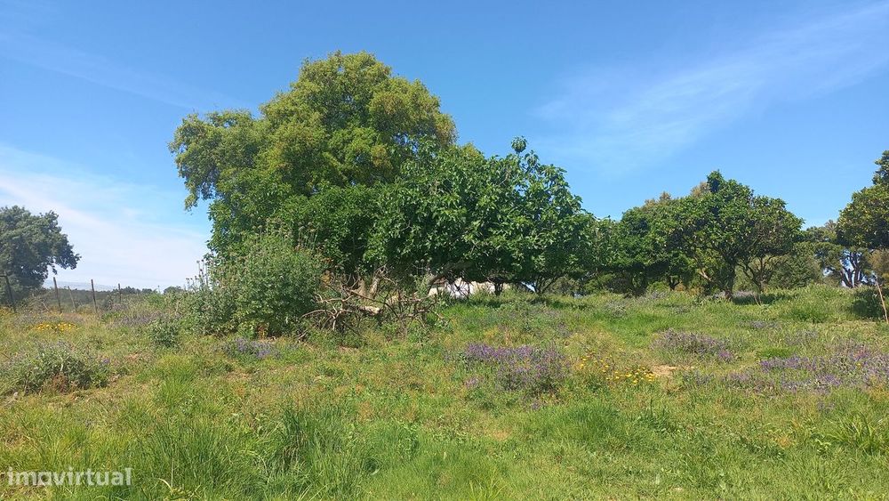 Terreno Único com Construção Autorizada e Água Todo o Ano – Rio Maior