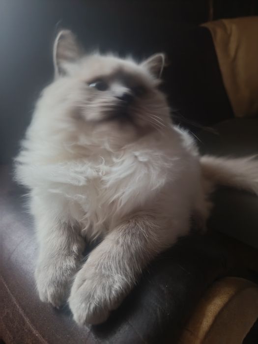 Продається котик