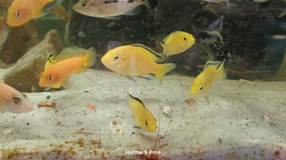 Labidochromis caeruleus