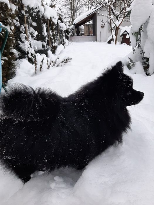 Suczka pomeranian