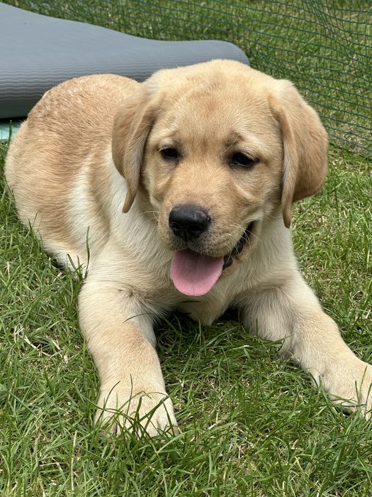 Labrador Retiever