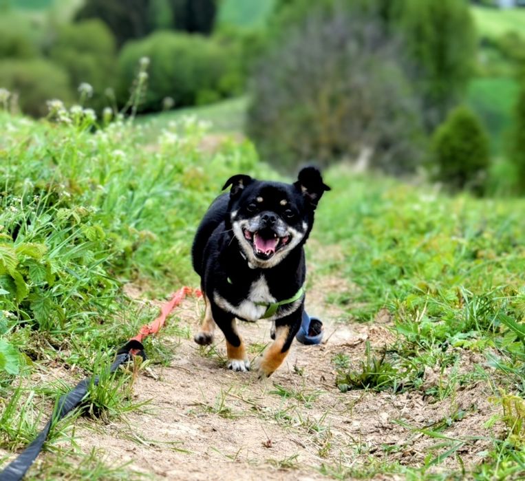 Mały, charakterny piesek szuka domu