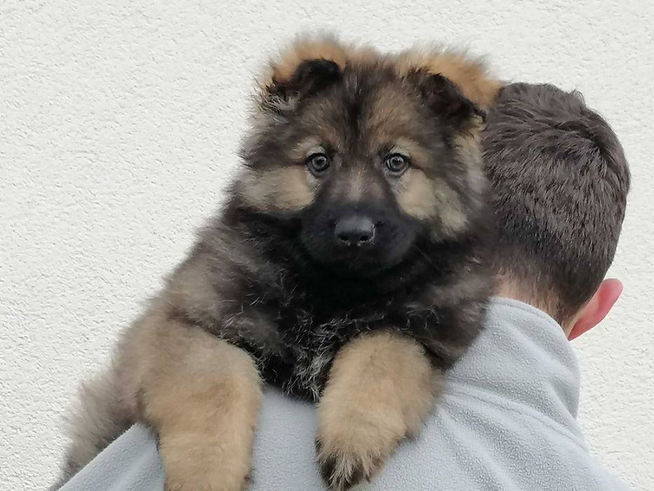 owczarek staroniemiecki suczka