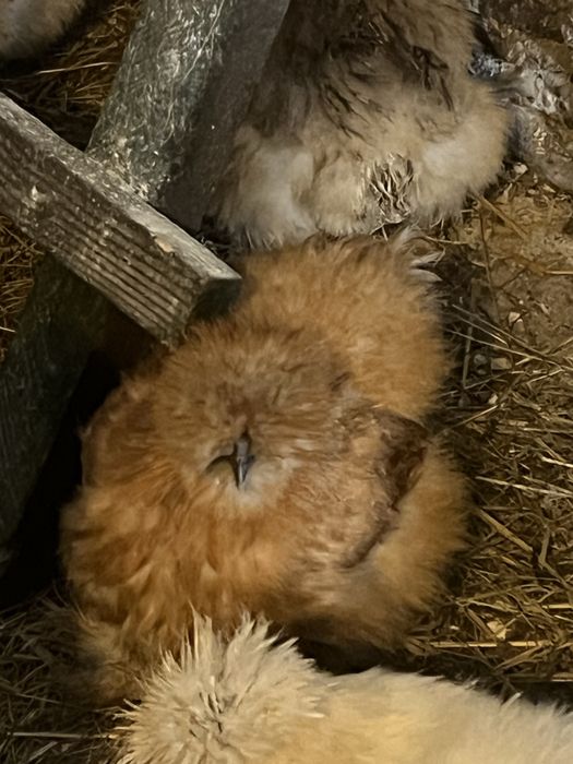 Jaja legowe kur silek usa