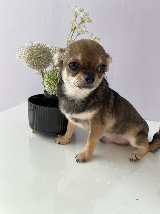 Чіхуа хлопчик гарнесенький