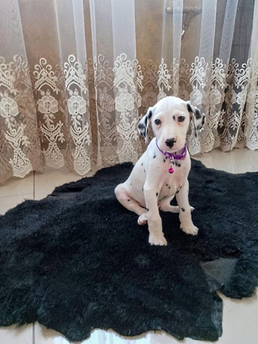 Piesek dalmatyńczyk