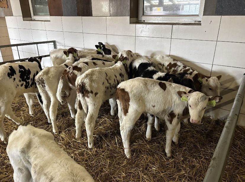 Byczki oraz jałówki mięsne