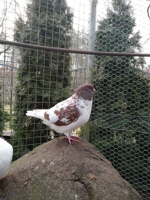 Gołębie Kingi młode