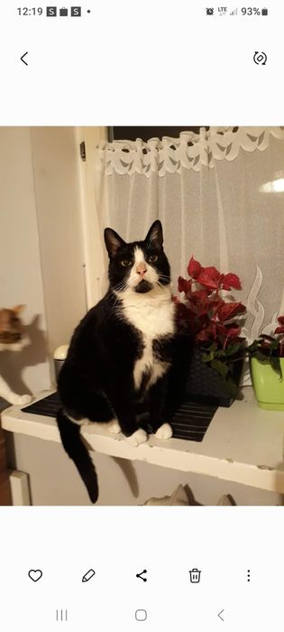 Zaginął kotek Teodor.