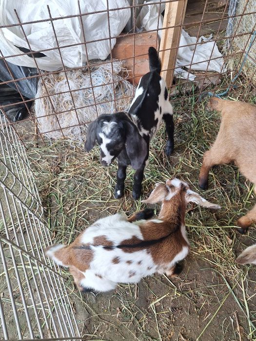 Cabras anglonubianas
