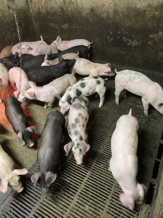 Продам поросят мясний гибрид