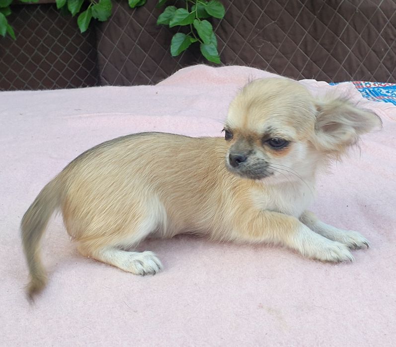 Девочка длинношерстная соболь