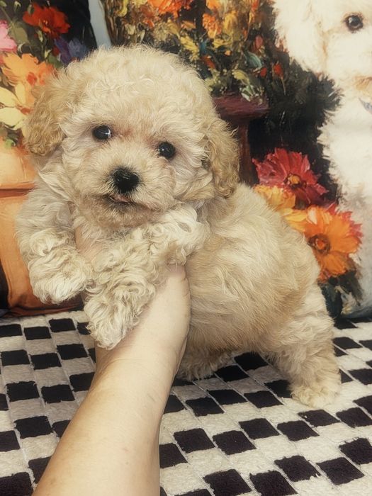 Śliczna mała suczka Maltipoo