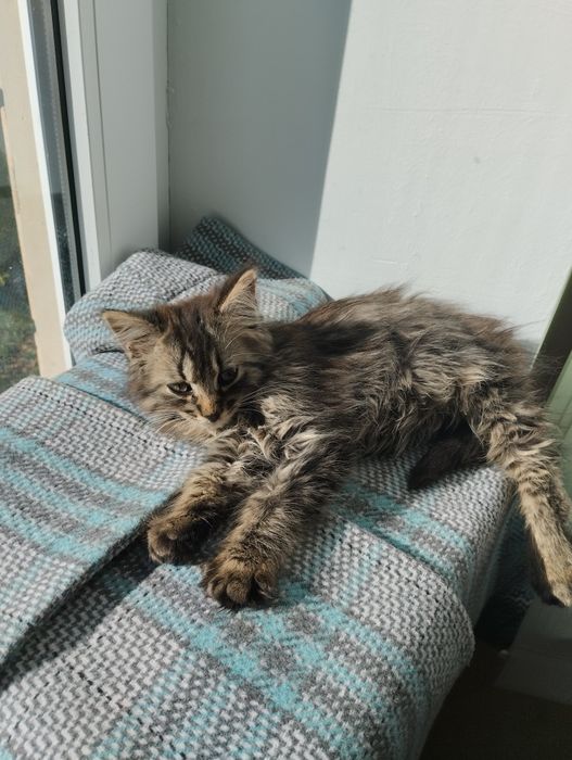 Два хлопчика в добрі руки